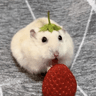 새마가꿈인쩜키티